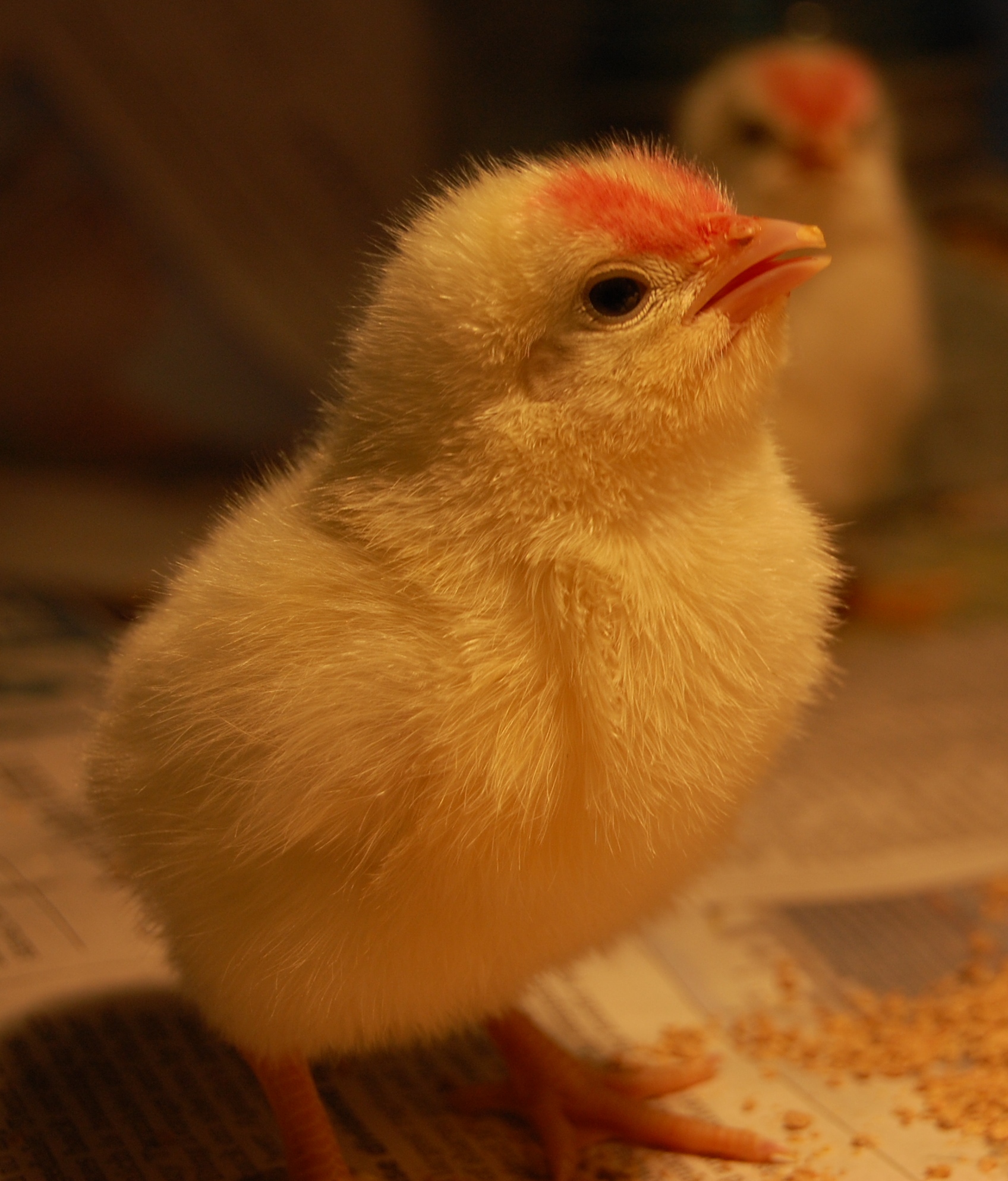 Ten Chimneys Welcomes White Rock Chicks Ten Chimneys Foundation